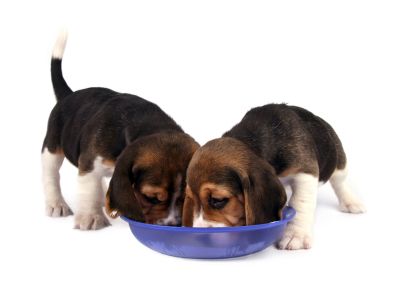 Full Grown Miniature Beagles