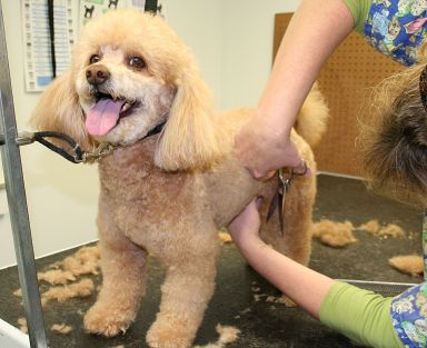 grooming a poodle