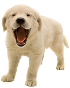 Puppy Behavior, Free Puppy Training Tips, Puppy Training Biting