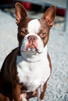Boston Terrier Health Problems – A Complete Guide. | Dog Breeds | PawDiet