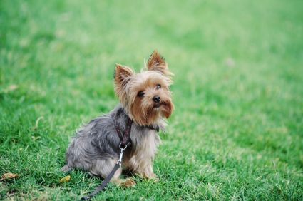 how to house train a yorkie puppy
