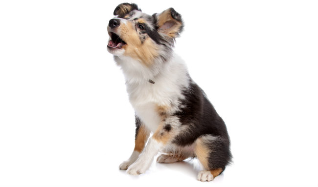 stop dog barking training