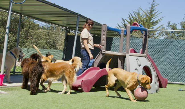 dog daycare for vacation