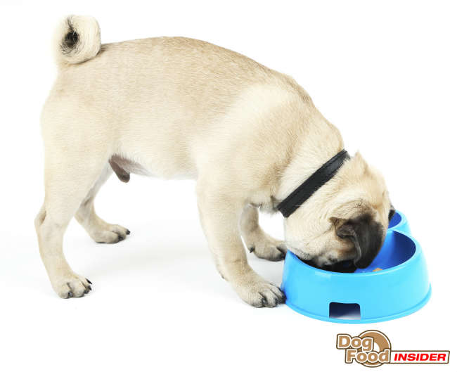 Puggle Information, Full Grown Puggles, Looking for a Puggle